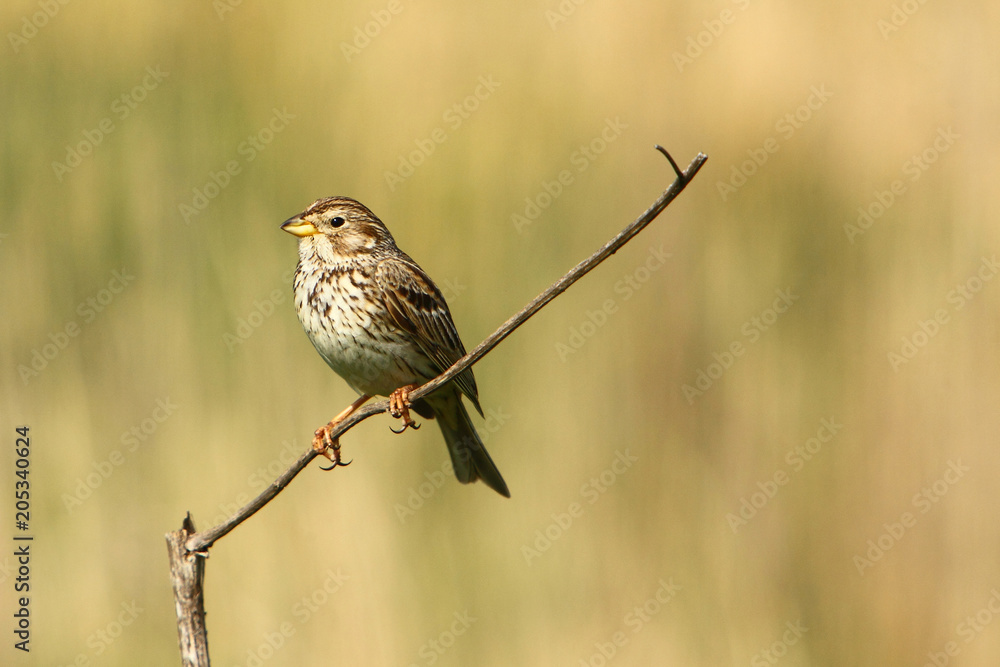Corn bunting / Emberiza calandra Corn bunting / Emberiza calandra