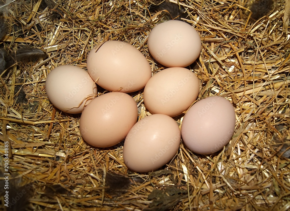 The eggs in a nest