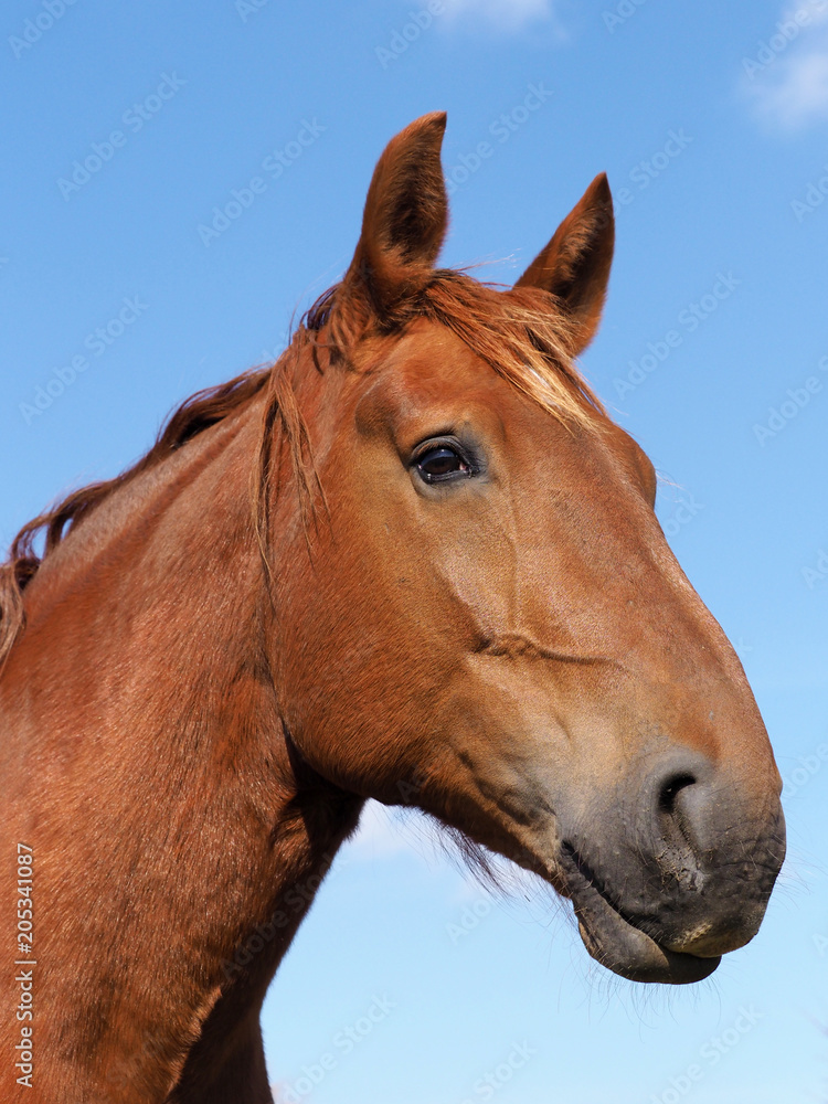 Fototapeta premium Chestnut Horse Head Shot