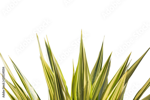 lot a sugarcane leaf on isolated white background