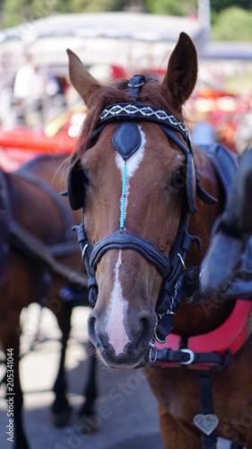 tired phaeton horses