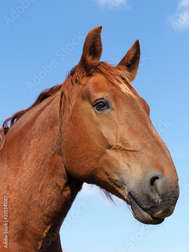 Chestnut Horse Head Shot