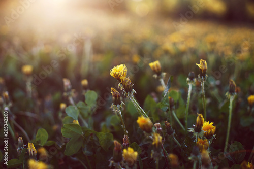 Fototapeta Naklejka Na Ścianę i Meble -  dandelions in a field at sunset