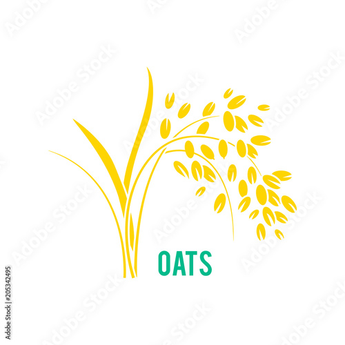 Oats cereals grain.