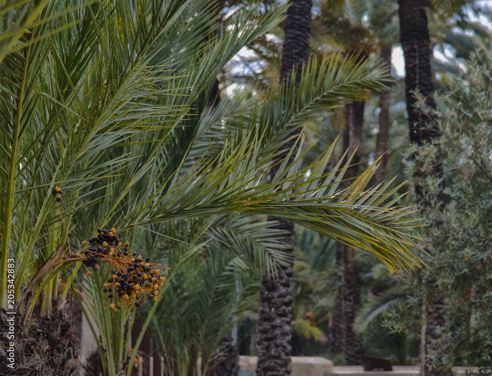 Palmiers à Elche, Espagne