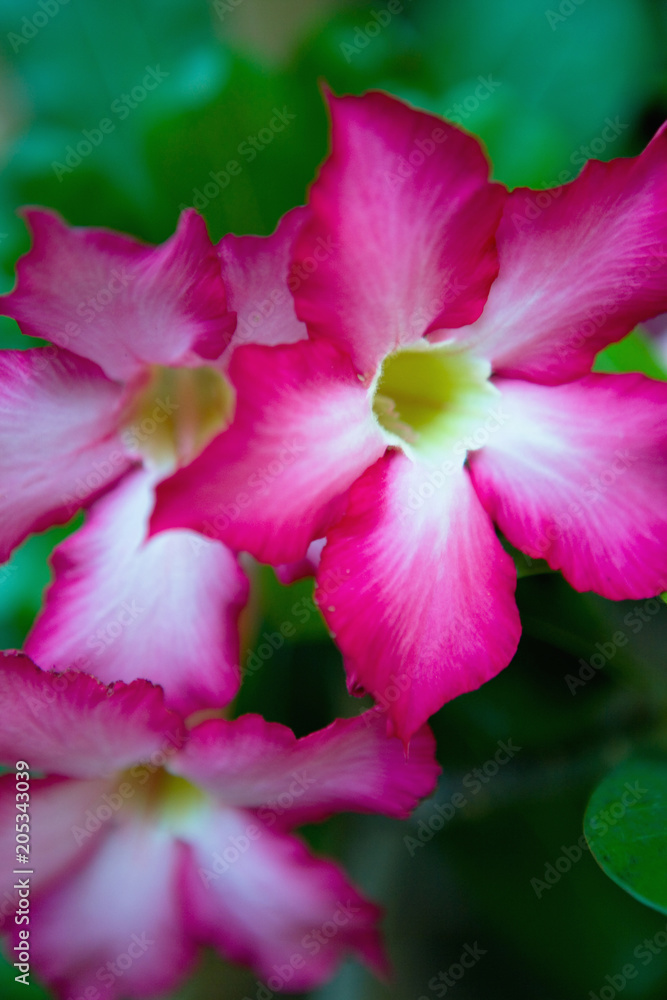 Naklejka premium Exotic flowers with beautiful multi-colored petals.