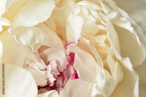 Abstract macro white peony flower background