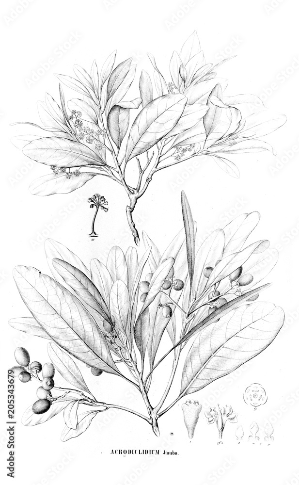 Illustration of plant Illustration of plant