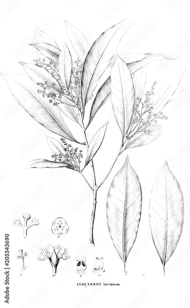 Illustration of plant Illustration of plant