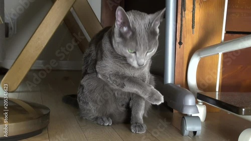Cute Russian Blue Cat