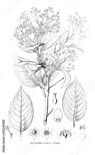 Illustration of plant