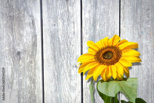 Sunflower in front of a white wooden wall