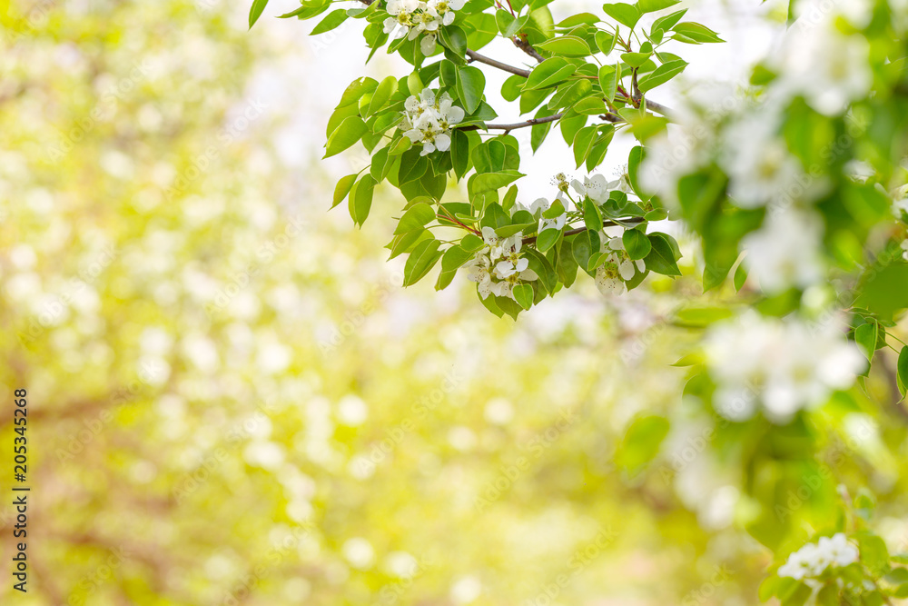 Cherry blossom in spring Cherry blossom in spring