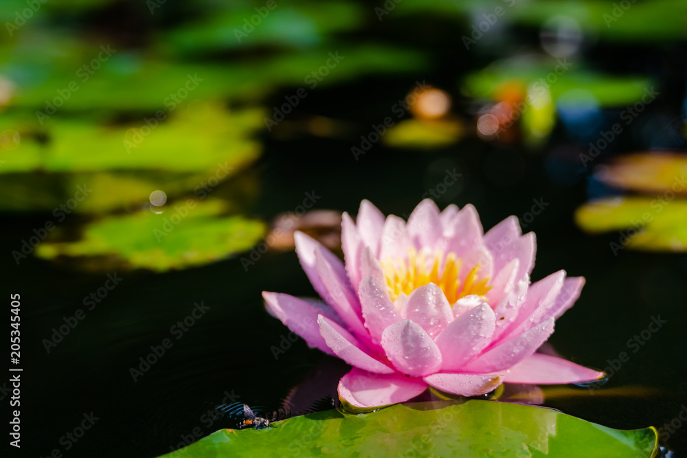 beautiful lotus flower on the water after rain in garden. beautiful lotus flower on the water after rain in garden.