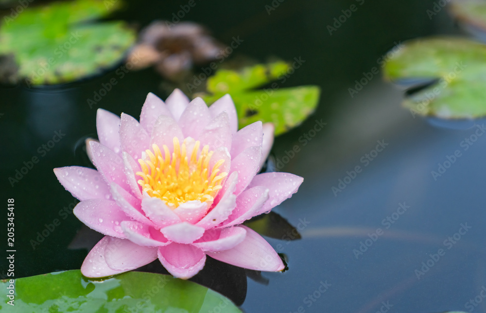 beautiful lotus flower on the water after rain in garden. beautiful lotus flower on the water after rain in garden.