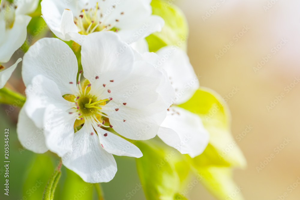 Cherry blossom in spring Cherry blossom in spring