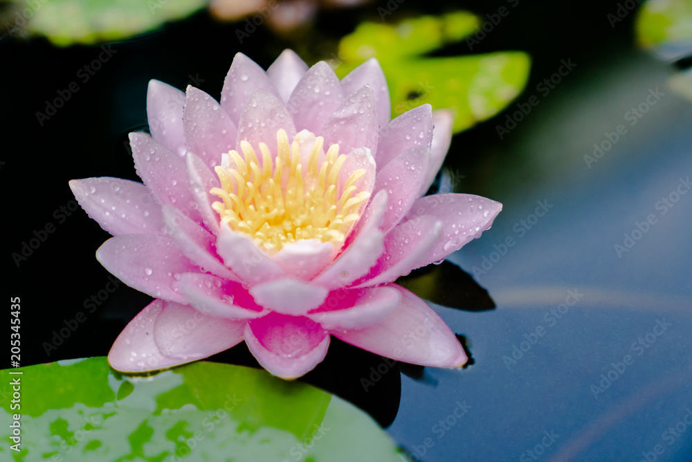beautiful lotus flower on the water after rain in garden. beautiful lotus flower on the water after rain in garden.