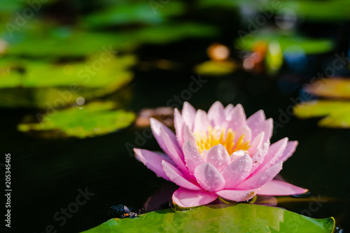 beautiful lotus flower on the water after rain in garden.