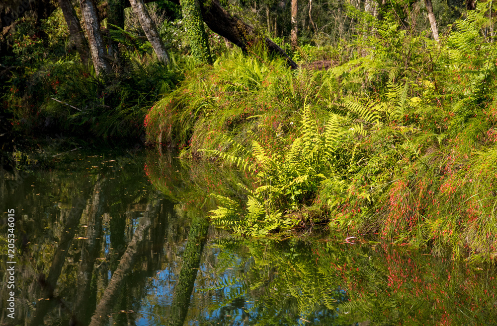 A tropical park in Florida, a beach overgrown with ferns. A tropical park in Florida, a beach overgrown with ferns.