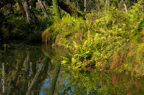 Fototapeta Naklejka Na Ścianę i Meble -  A tropical park in Florida, a beach overgrown with ferns.