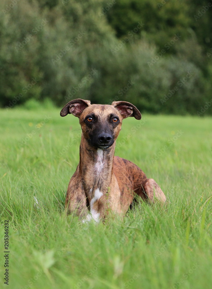 beautiful whippet portrait in the garden beautiful whippet portrait in the garden