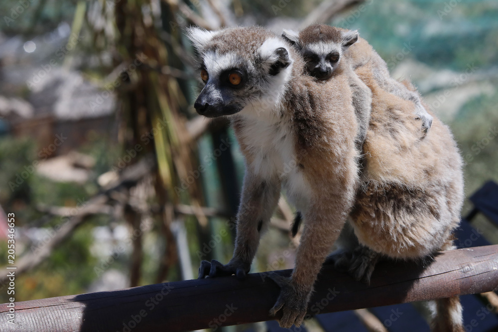 Fototapeta premium Katta (Lemur catta) mit Jungtier