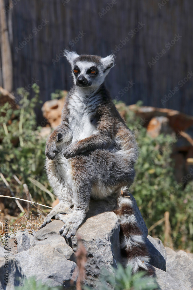 Obraz premium Katta (Lemur catta) Ausschau haltend