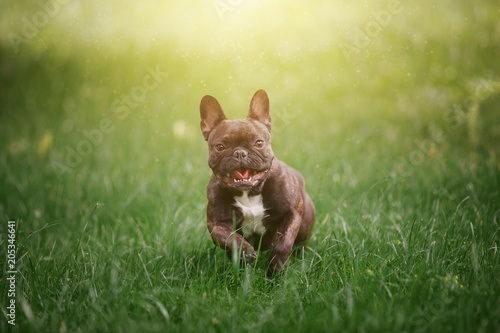 Lovely Cheerful French Bulldog runs along the green grass across the field in the rays of the bright sun. Dog on the background of nature