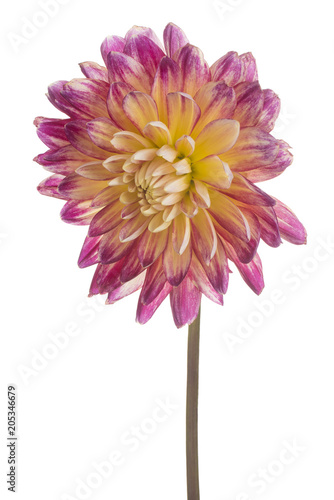 Fototapeta Naklejka Na Ścianę i Meble -  dahlia flower isolated