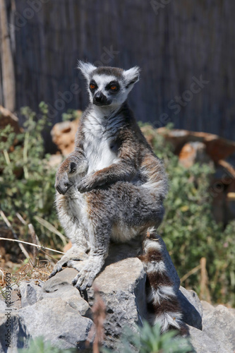 Katta (Lemur catta) Ausschau haltend © Aggi Schmid
