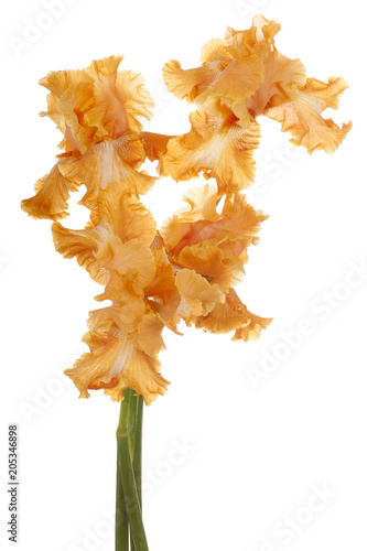 Fototapeta Naklejka Na Ścianę i Meble -  iris flower isolated