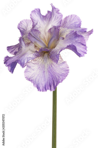 Fototapeta Naklejka Na Ścianę i Meble -  iris flower isolated