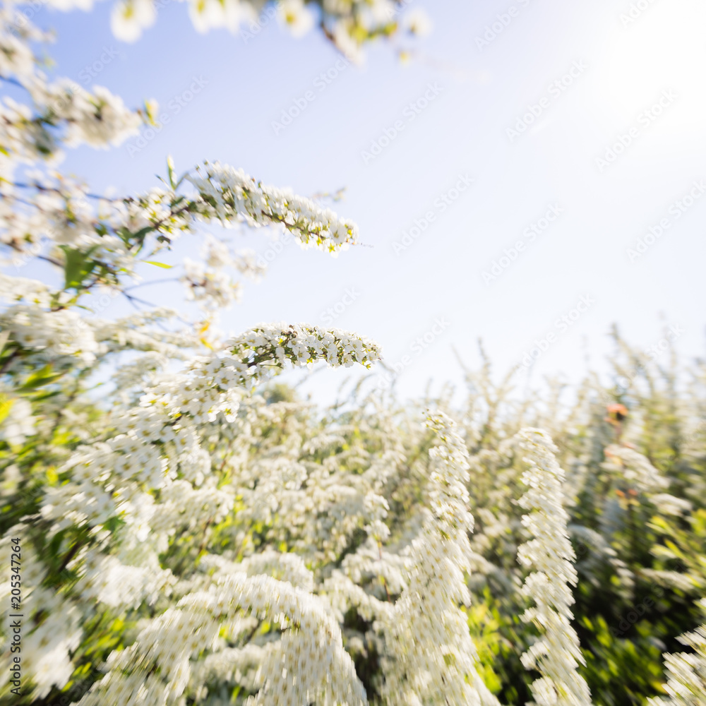 vårbakgrund med vita spirea buskar med blommor med utrymme för egen text