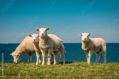 Lambs and Sheep on the dutch dike by the lake IJsselmeer,Spring views , Netherlands  photo