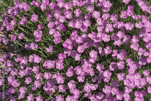 Polsterblümchen-Blütenpracht auf Gartenmauer 