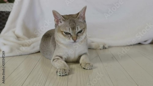 Cute Singapura Cat