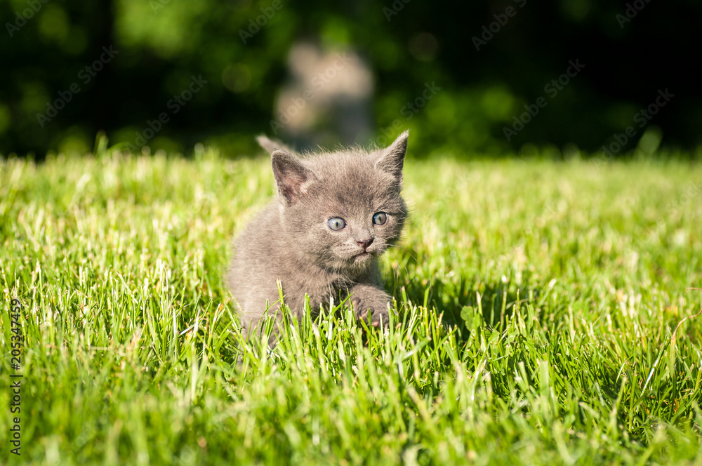 Grå kattunge med blå ögon smyger i gräset Stock Photo | Adobe Stock