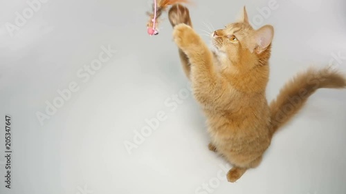 Cute Somali Kitten playing with a toy 