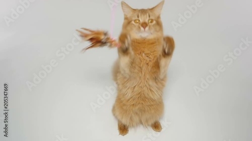 Cute Somali Kitten playing with a toy 