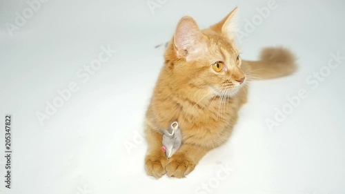 Cute Somali Kitten playing with a toy 