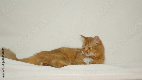 Cute Somali Kitten playing with a toy 