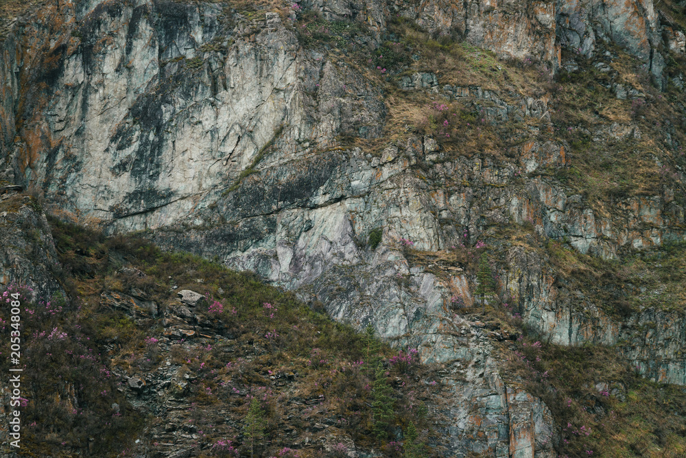 Beautiful rocky gray textured background with green trees and pink flowers. Surface mountain cliff close-up. Beautiful rocky gray textured background with green trees and pink flowers. Surface mountain cliff close-up.