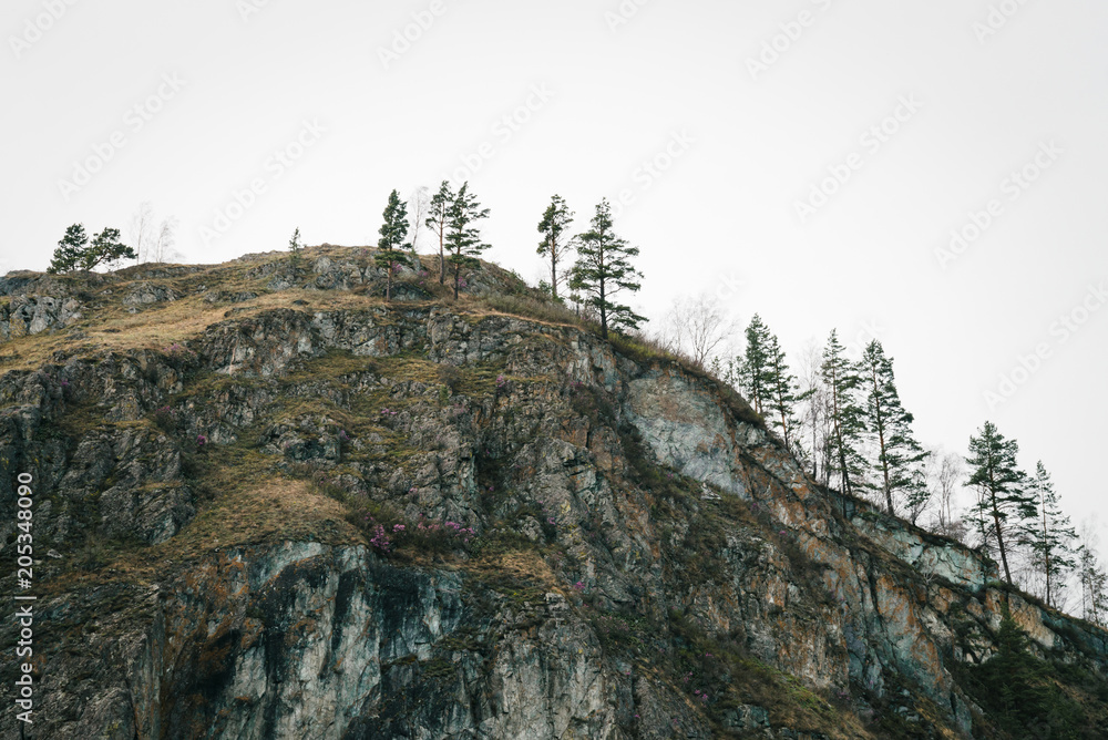Fototapeta premium Beautiful rocky gray mountain with green trees and pink flowers. Varicolored natural texture. Background image of cliff.