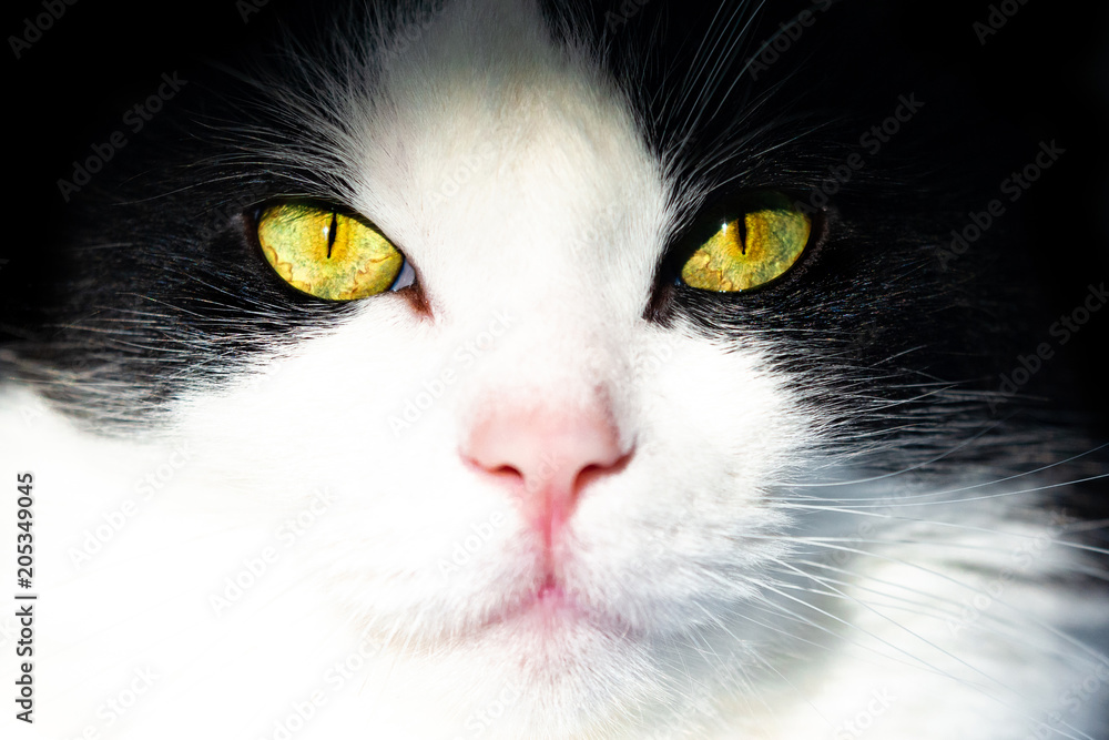 View from the darkness. muzzle white and black cat on a black background. Head portrait in a dark close up View from the darkness. muzzle white and black cat on a black background. Head portrait in a dark close up