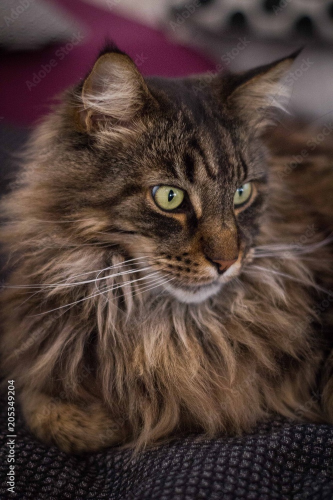 Main Coon