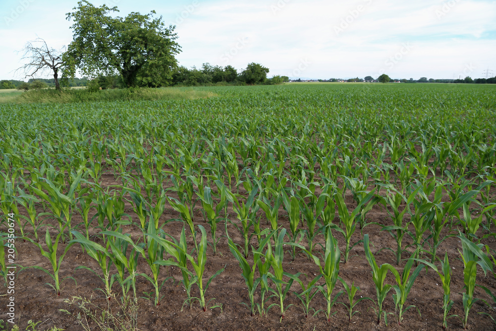 Corn field with young shoots