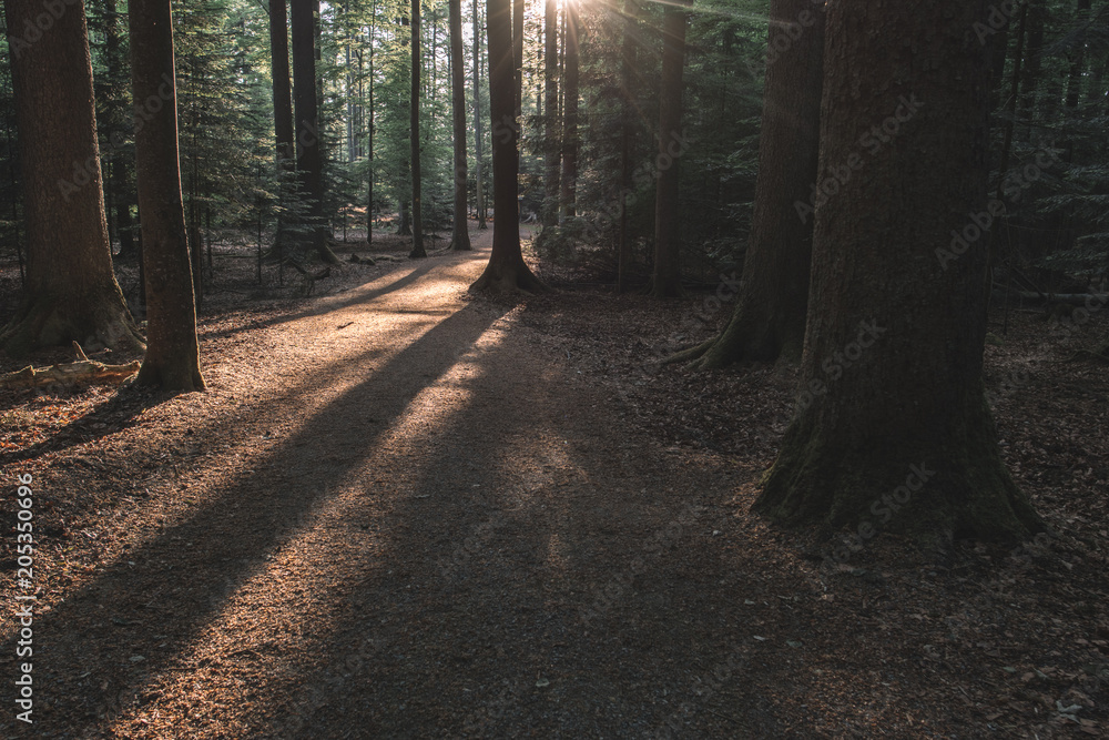 Obraz premium Sunset at forest