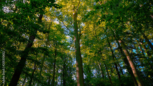 Baum im Fr  hling II