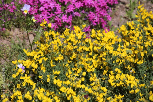 Cytisus decumbens in the garden