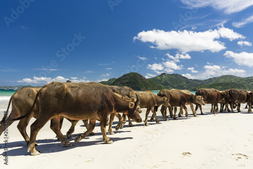 Water buffalos walking on white sandy beach on the island of Lombok